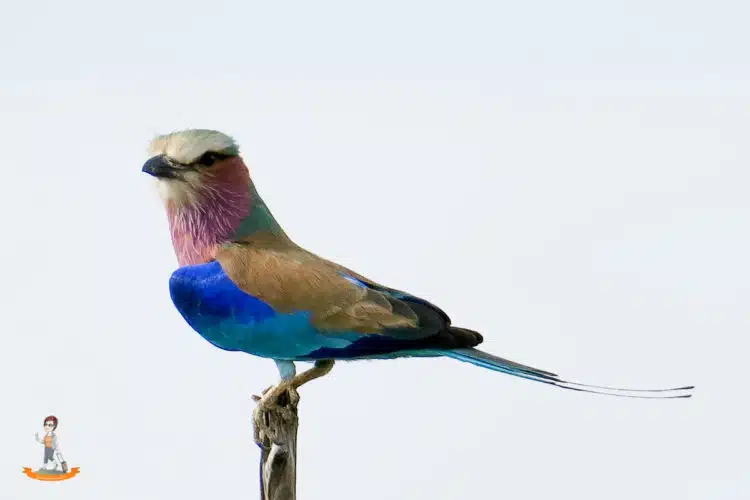 Eine Gabelracke im Chobe Nationalpark Eine Gabelracke im Chobe Nationalpark