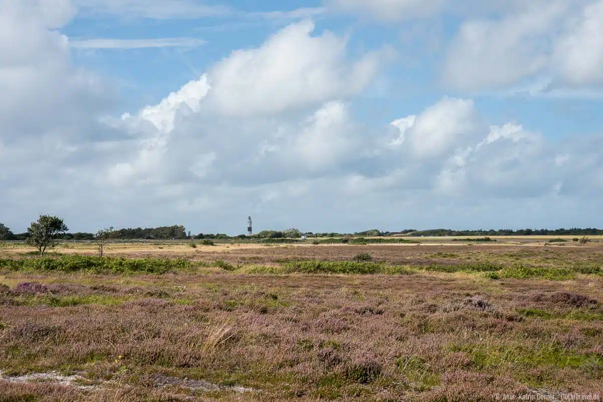 Heideblüte auf Sylt zwischen Braderup und Kampen Heideblüte auf Sylt zwischen Braderup und Kampen
