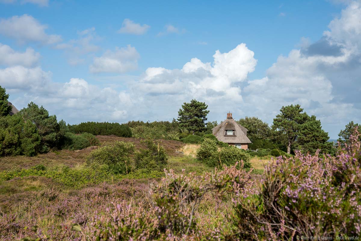 Ein Reetdachtraumhaus in der Heide