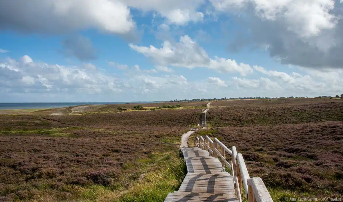 Braderuper Heide im August Braderuper Heide im August