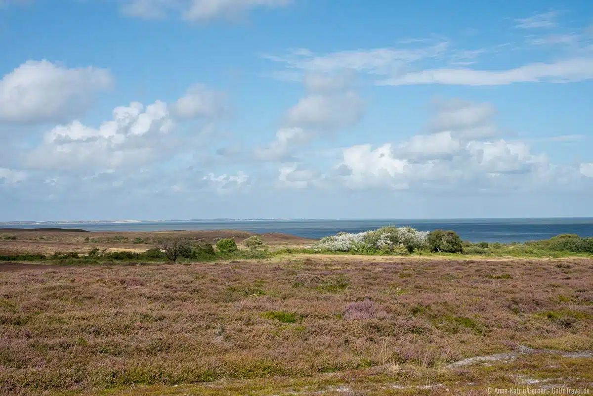Heideblüte in der Braderuper Heide Heideblüte in der Braderuper Heide