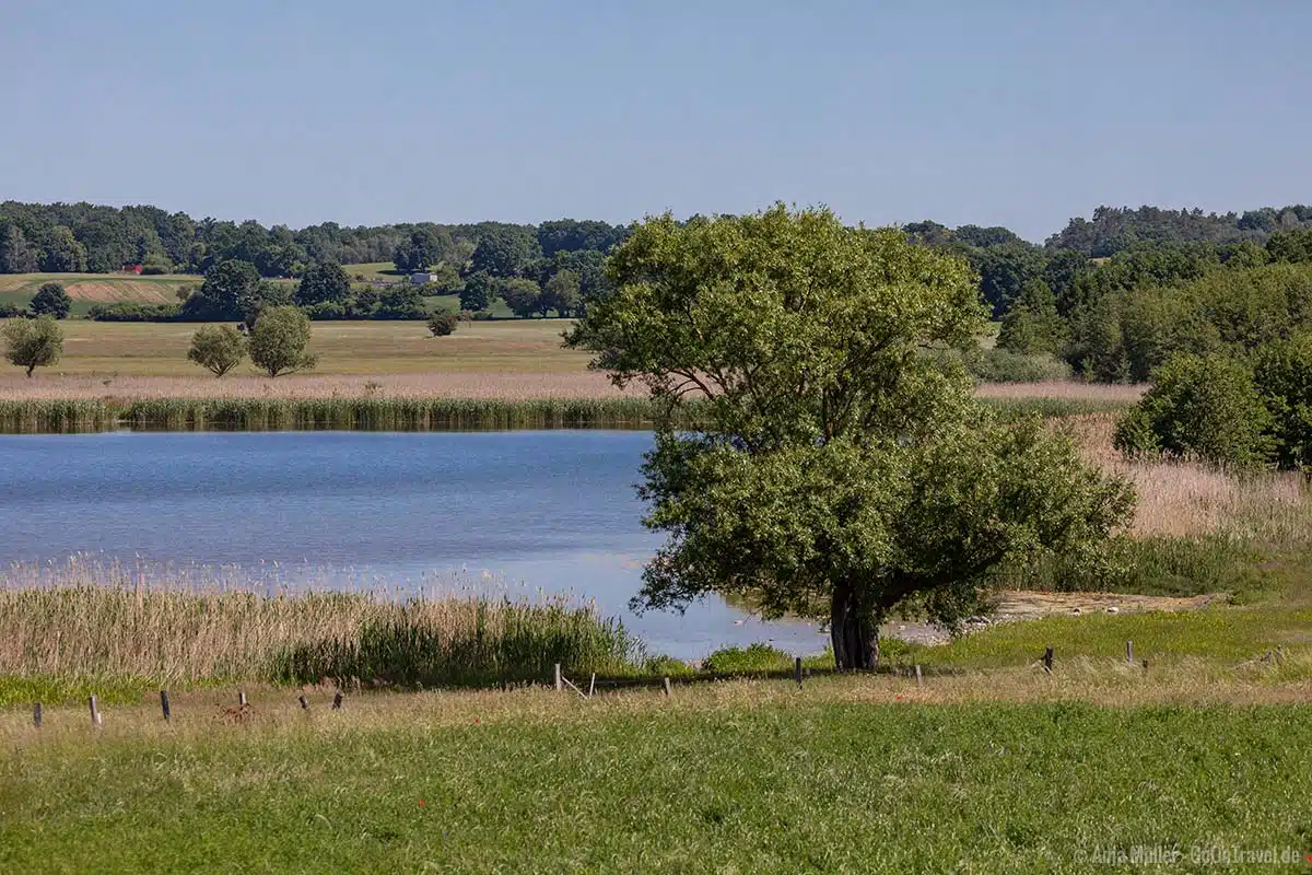 Blick auf das südliche Ufer vom Grimnitzsee Blick auf das südliche Ufer vom Grimnitzsee