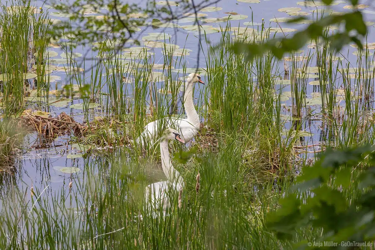 Schwäne am See Schwäne am See