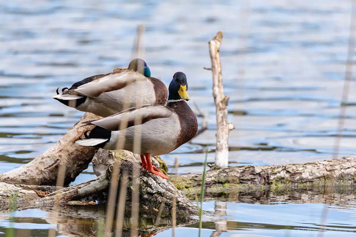 Enten gibt es viele an den Seen in Brandenburg
