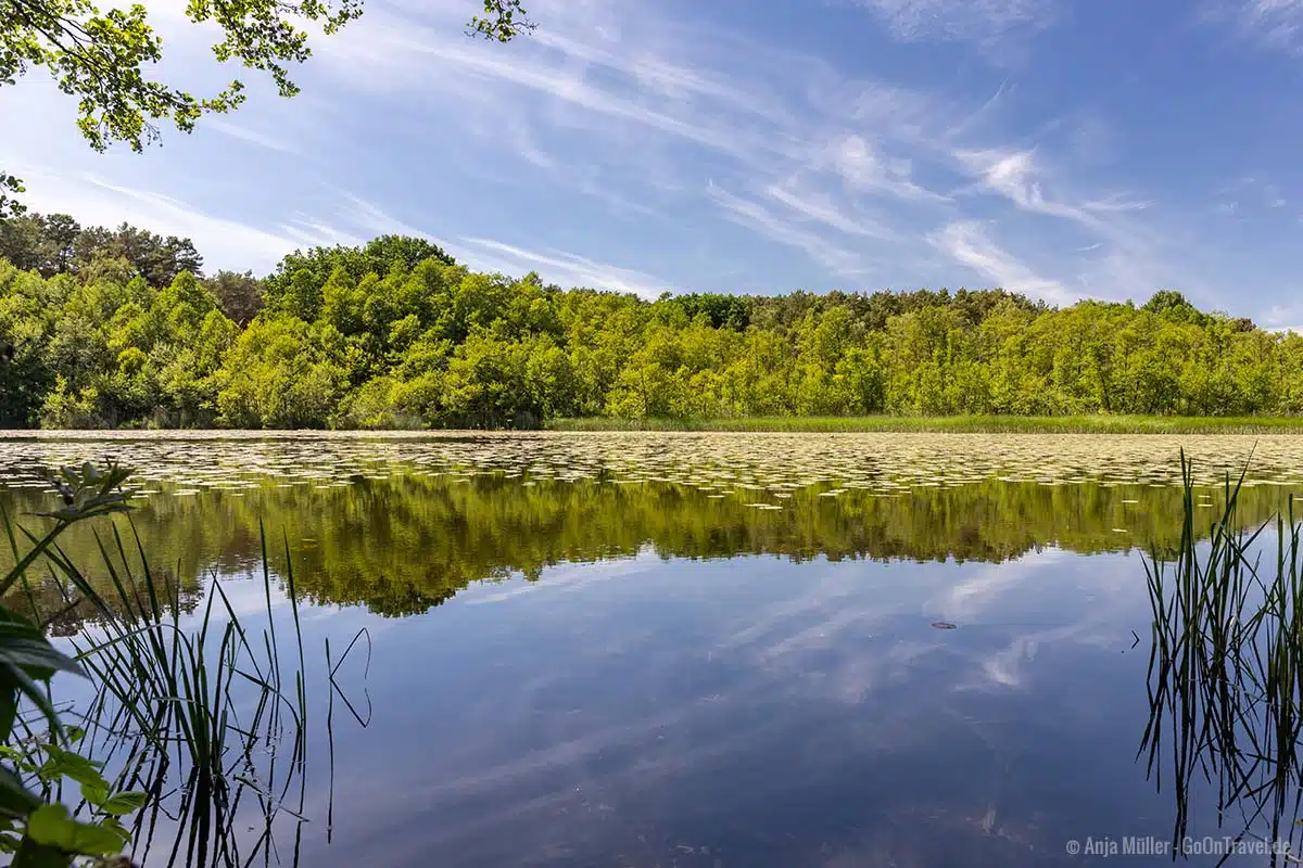 Mit Seerosen überdeckter Strehlesee Mit Seerosen überdeckter Strehlesee