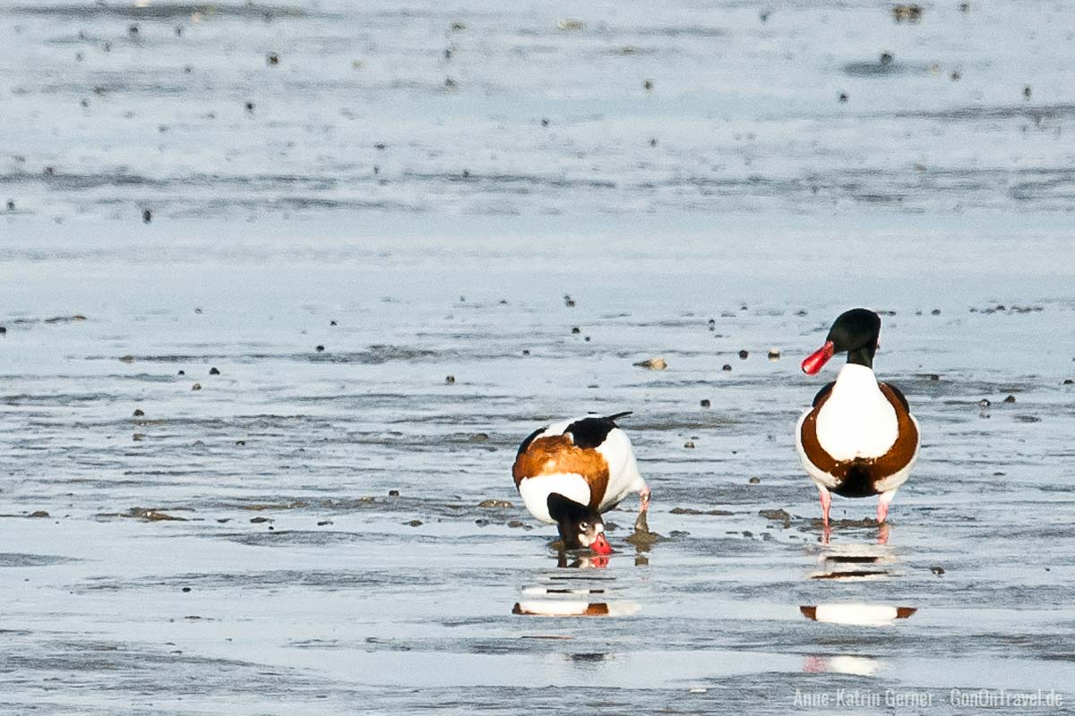 Brandgänsepaar im Watt zwischen Rantum-Becken und Keitum Brandgänsepaar im Watt zwischen Rantum-Becken und Keitum