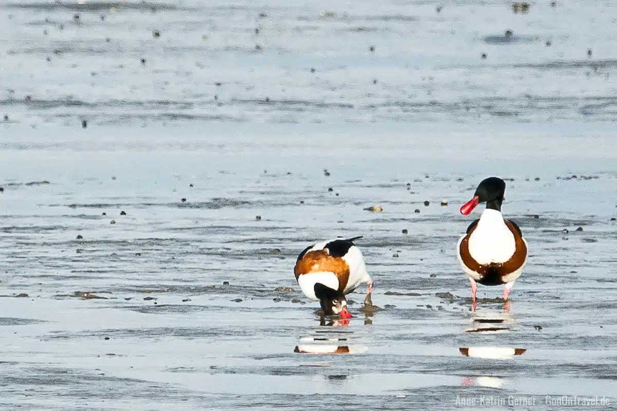 Brandgänsepaar im Watt zwischen Rantum-Becken und Keitum Brandgänsepaar im Watt zwischen Rantum-Becken und Keitum
