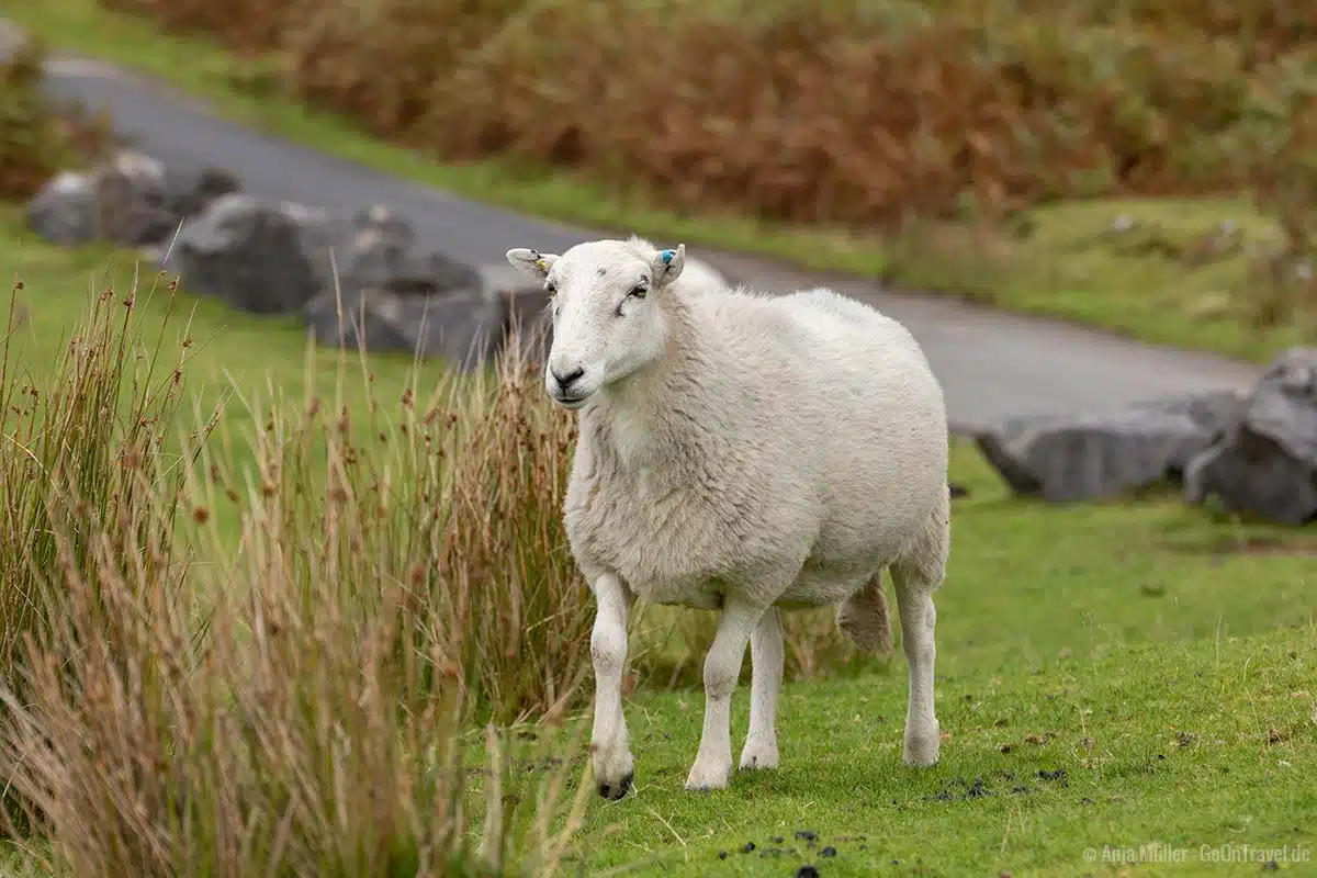 In Wales gibt es 9-12 Millionen Schafe