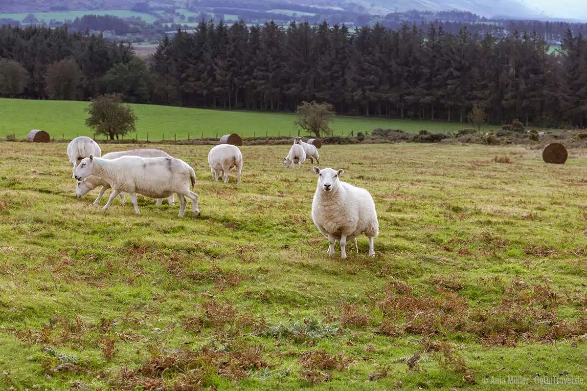 Noch mehr Schafe in Wales