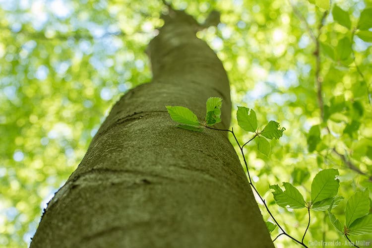 Ein Buchenbaum