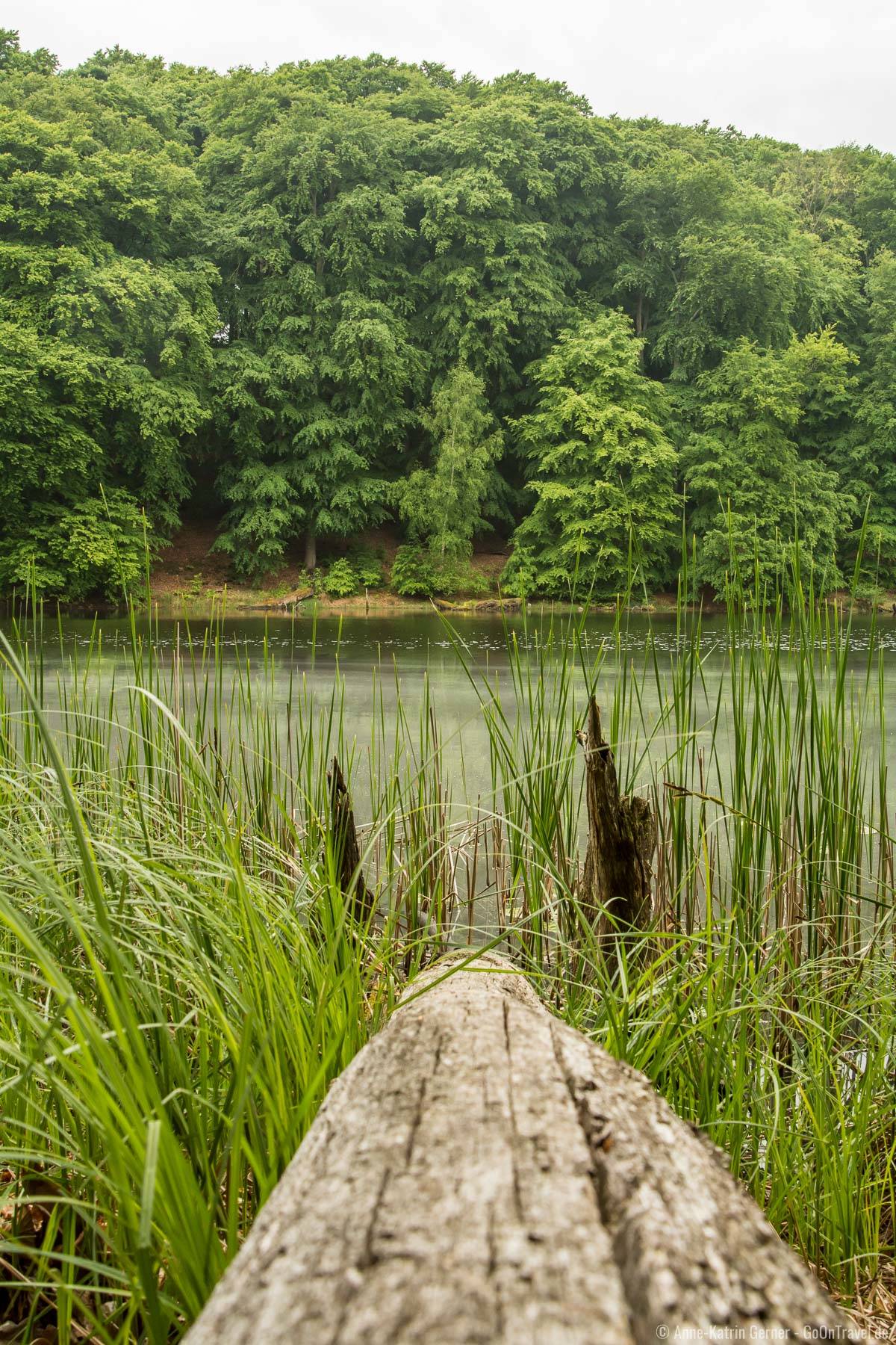 Waldsee im Grumsiner Buchenwald