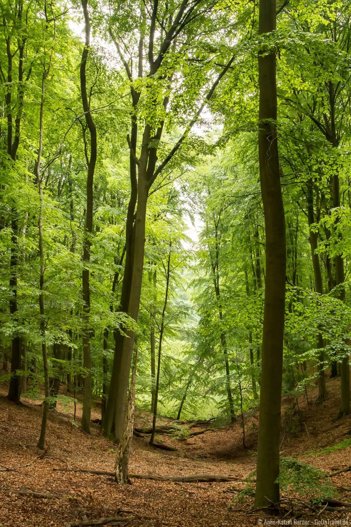Buchenwald Grumsin in von Eiszeit geprägter Landschaft Buchenwald Grumsin in von Eiszeit geprägter Landschaft