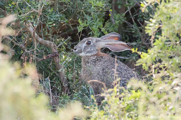 Ein Buschhase im Addo Elephant Park. Ein Buschhase im Addo Elephant Park.