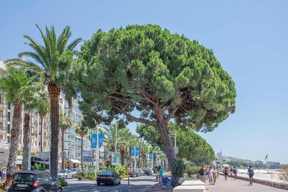 Boulevard de la Croisette in Cannes Boulevard de la Croisette in Cannes