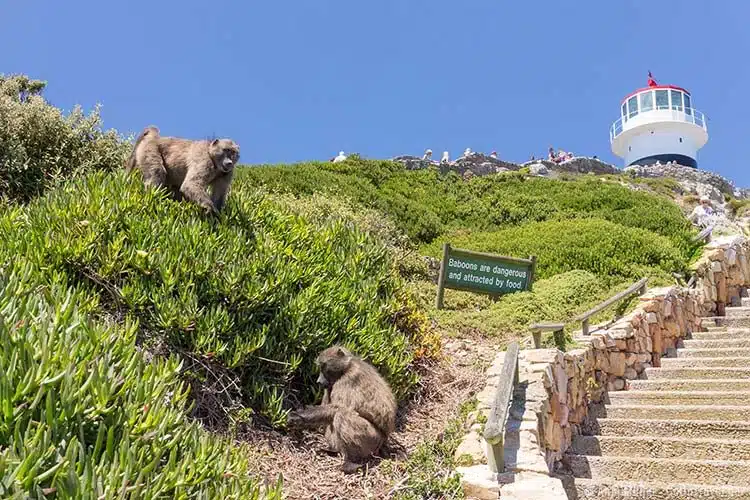 Baboons am Cape Point im Tafelberg National Park Baboons am Cape Point im Tafelberg National Park