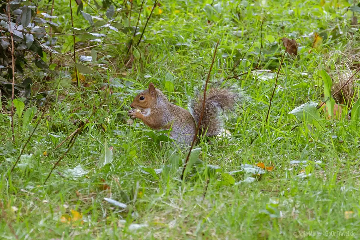 Eichhörnchen beim Essen Eichhörnchen beim Essen