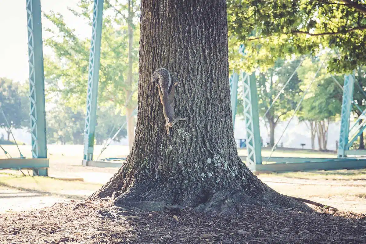 Auch in Chattanooga gibt es Squirrels - hier im Coolidge Park Auch in Chattanooga gibt es Squirrels - hier im Coolidge Park