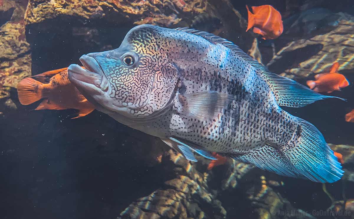 Fische im Tennessee Aquarium