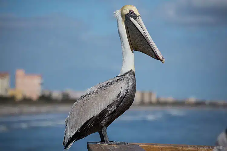 Ein Pelikan wartet auf den Fang