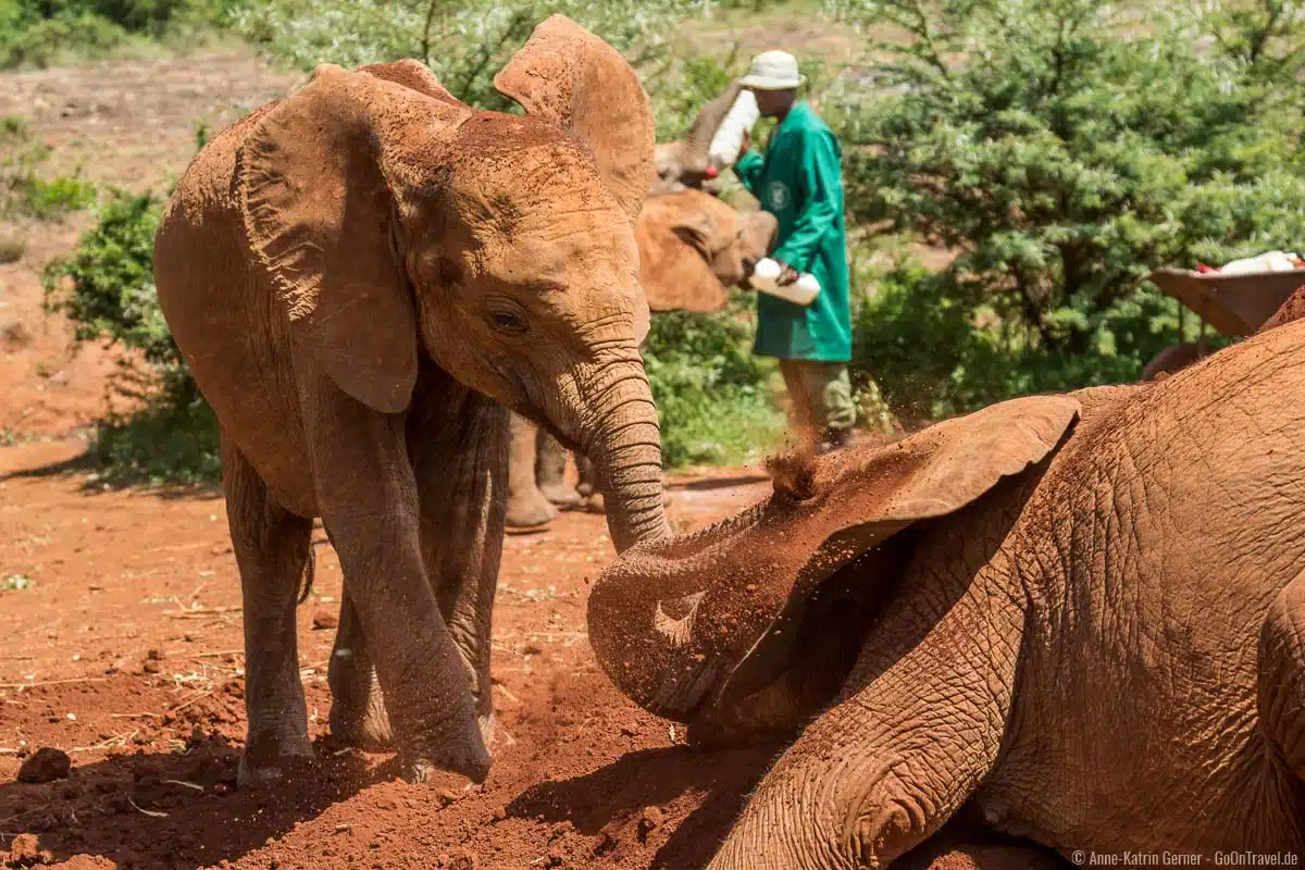 Elefantenwaisen im Sheldrick Wildlife Trust am Nairobi Nationalpark Elefantenwaisen im Sheldrick Wildlife Trust am Nairobi Nationalpark
