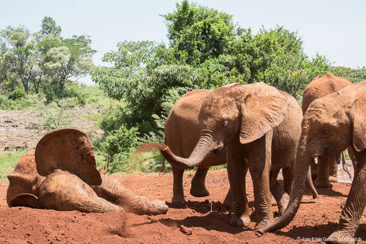 Elefantenwaisen beim Sandbad