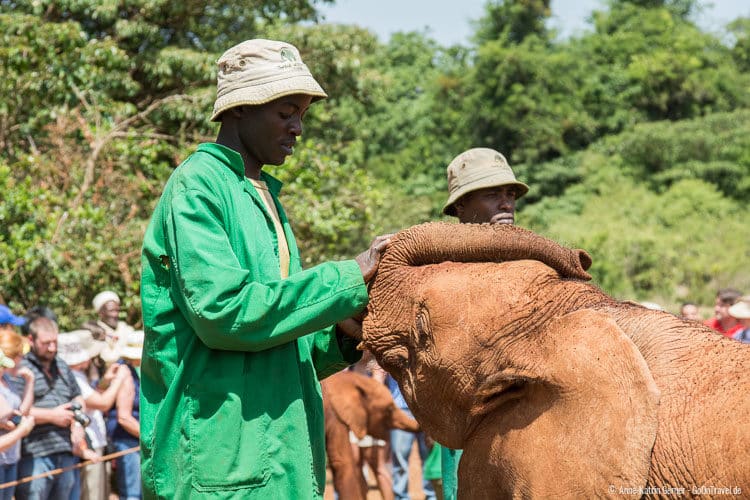 eine starke Bindung zwischen Pfleger und Elefant