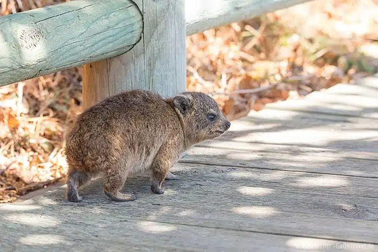 Ein Dassie, Klippschliefer, am Boulders Beach Ein Dassie, Klippschliefer, am Boulders Beach