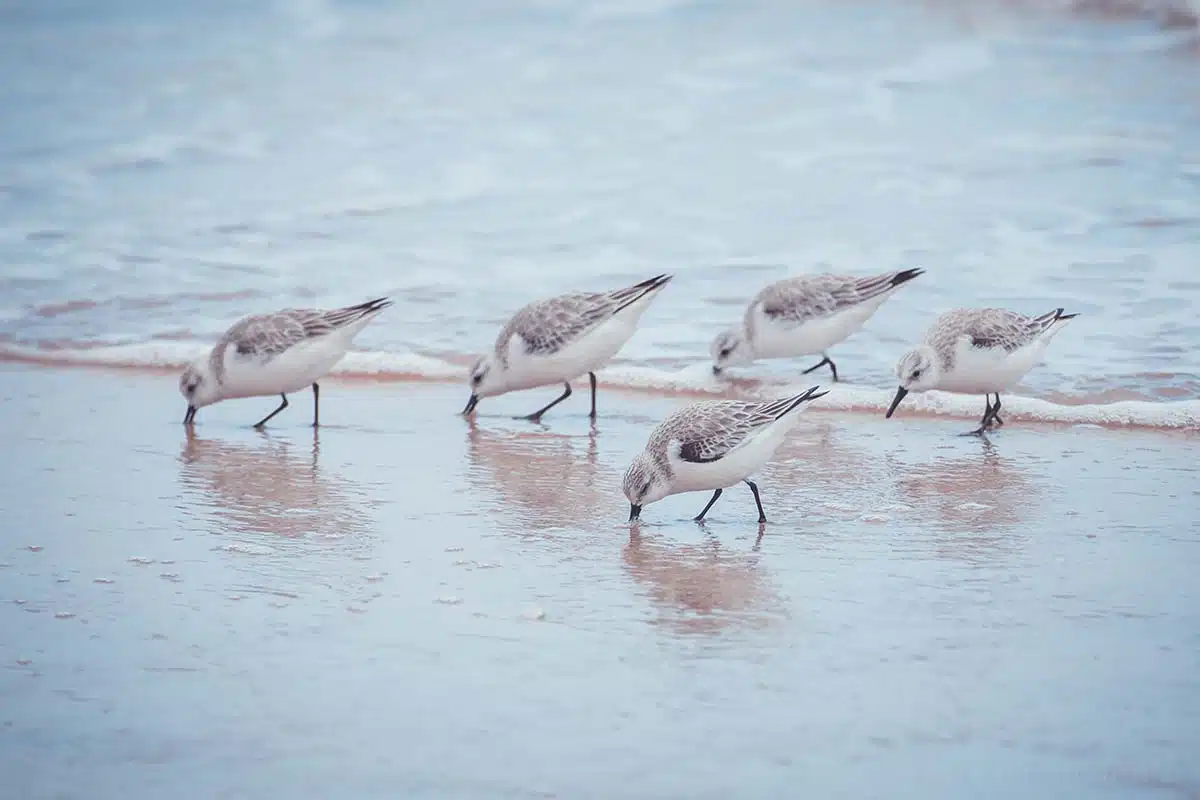Wasservögel am Strand von Daytona Beach
