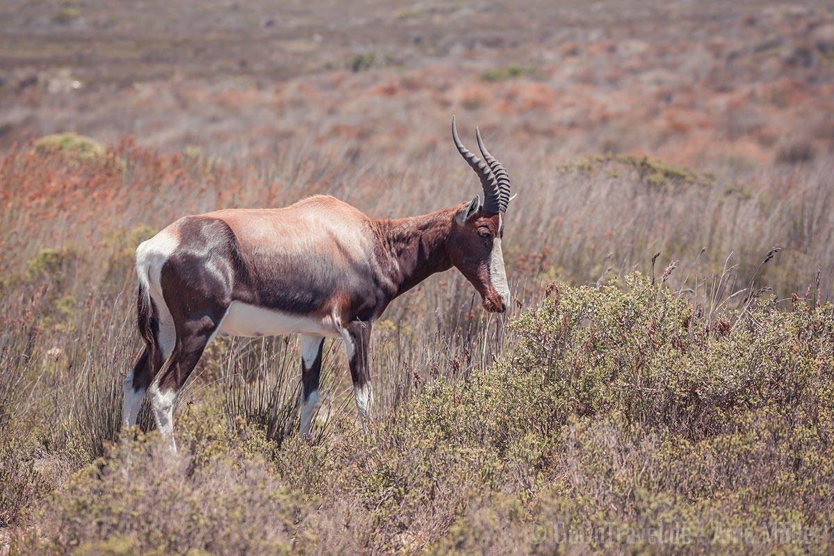 Ein Bontebok (Buntbok) im De Hoop Nature Reserve