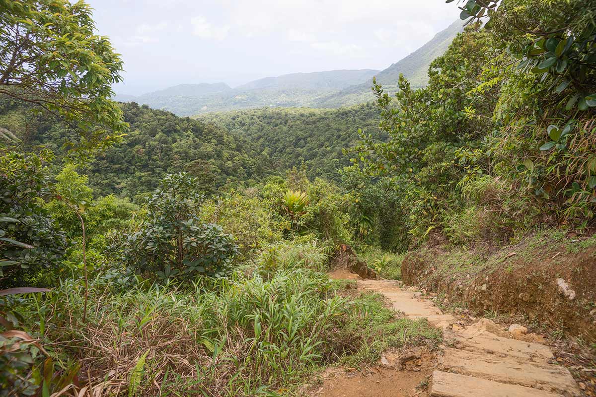 Unterwegs im Morne-Trois-Pitons Nationalpark