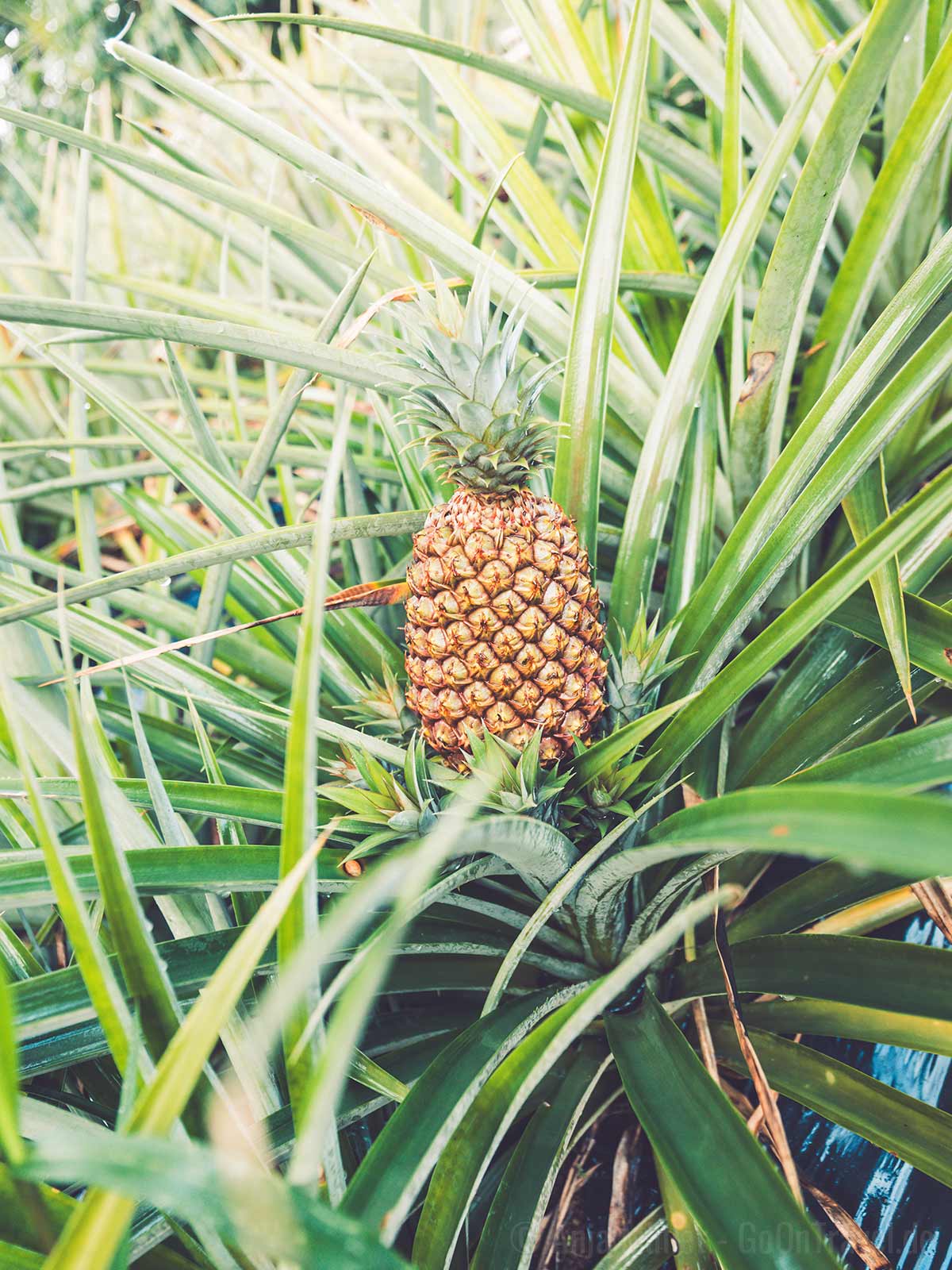 Ananas auf der Midori Farms Ananas auf der Midori Farms