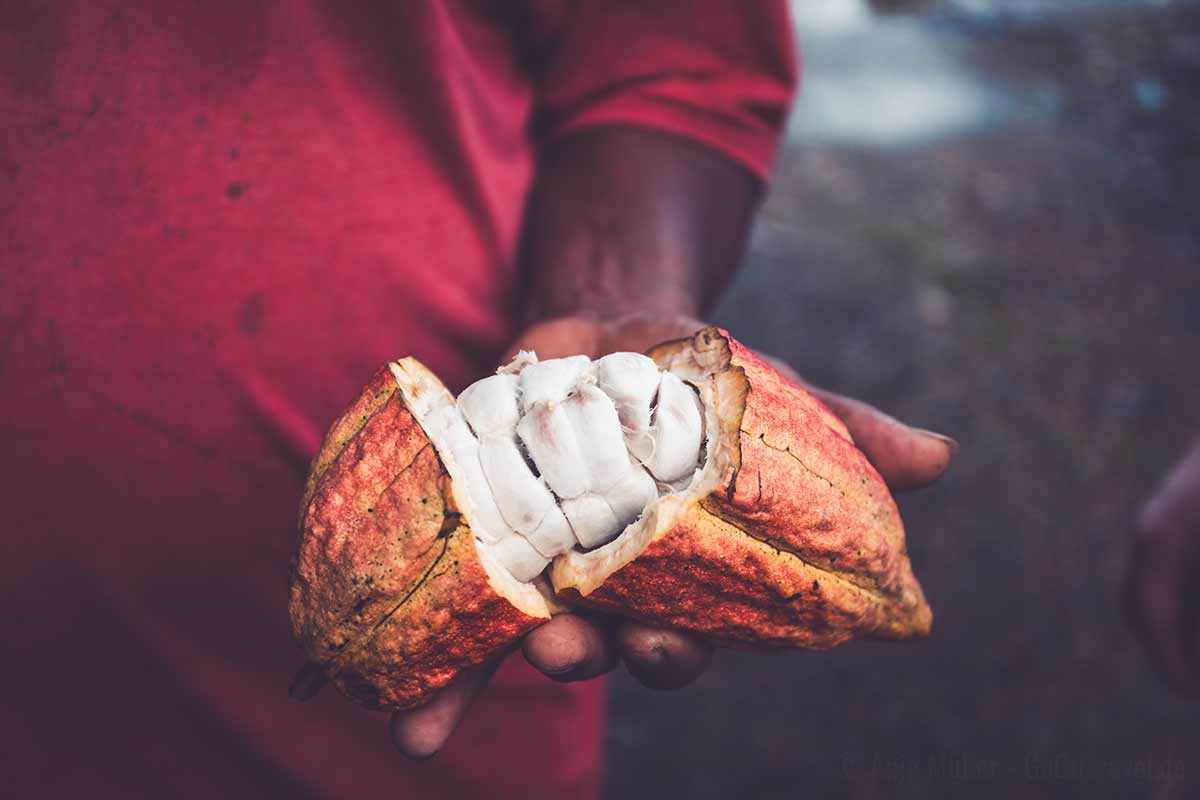 Kakaofrucht Kakaofrucht