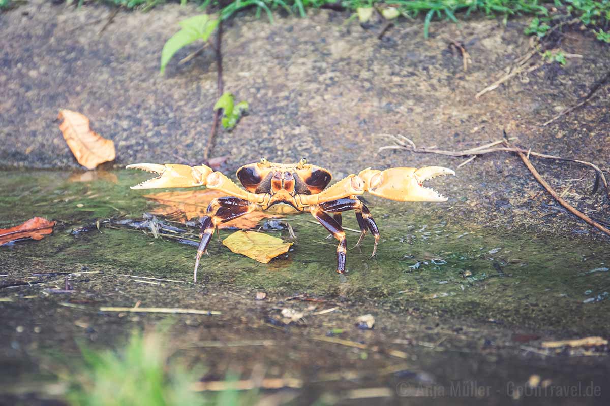 Krabbe im Hochland Krabbe im Hochland