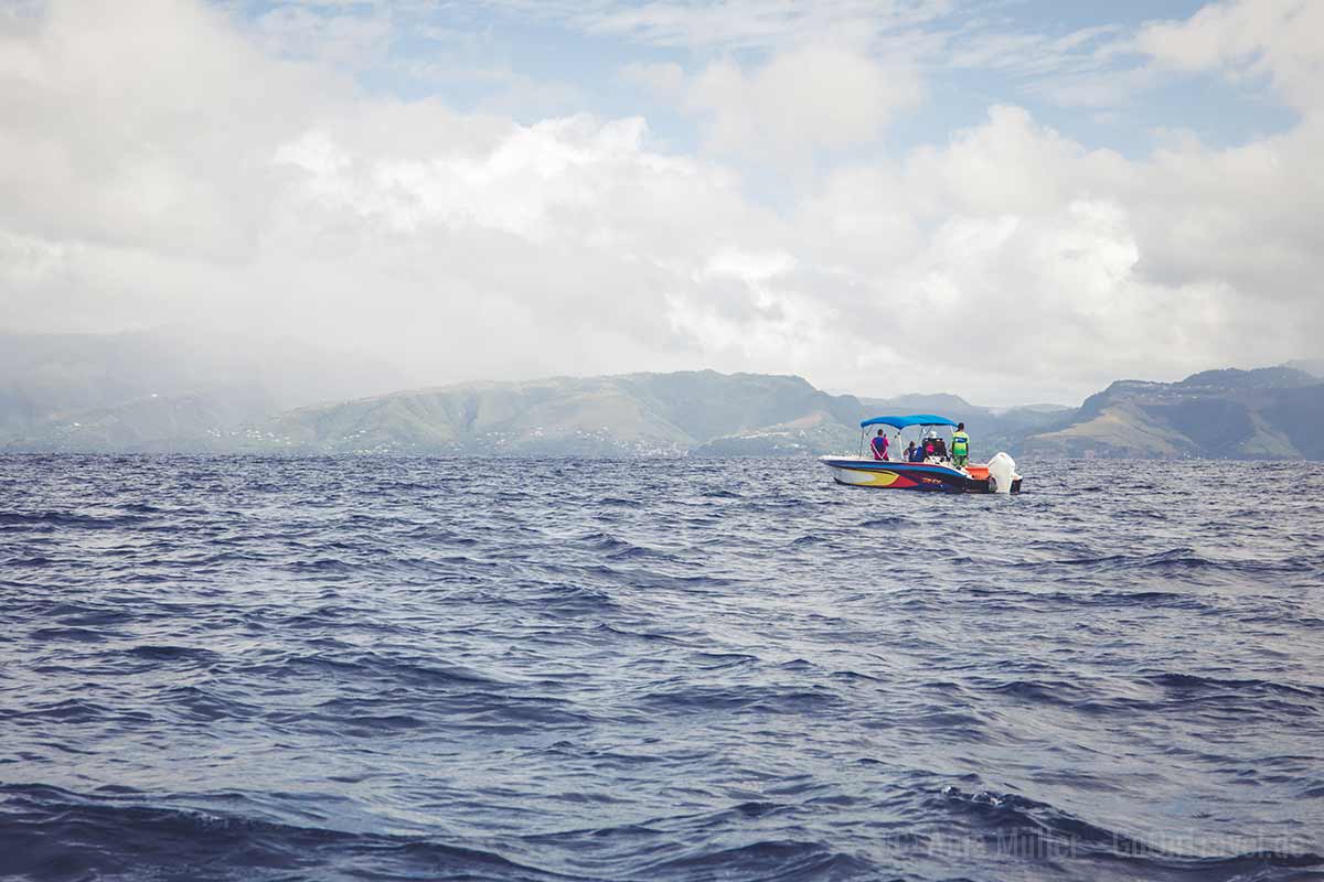 Ein Highlight auf Dominica ist eine Wal-Tour vor der Küste