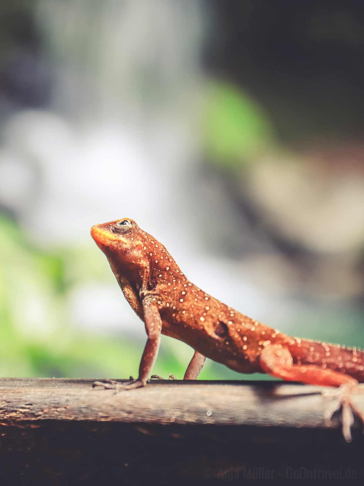 Echse im Morne-Trois-Pitons Nationalpark