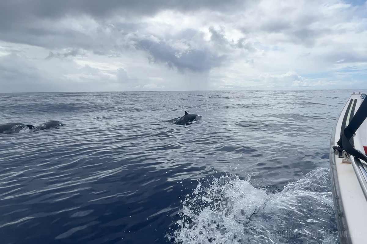 Keine Wale gesehen, dafür aber jede Menge Delfine Keine Wale gesehen, dafür aber jede Menge Delfine