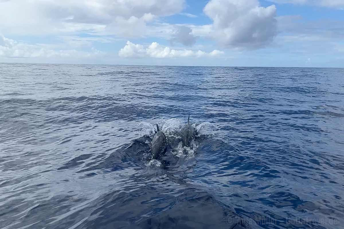 Wenn keine Wale, dann wenigstens Delfine Wenn keine Wale, dann wenigstens Delfine