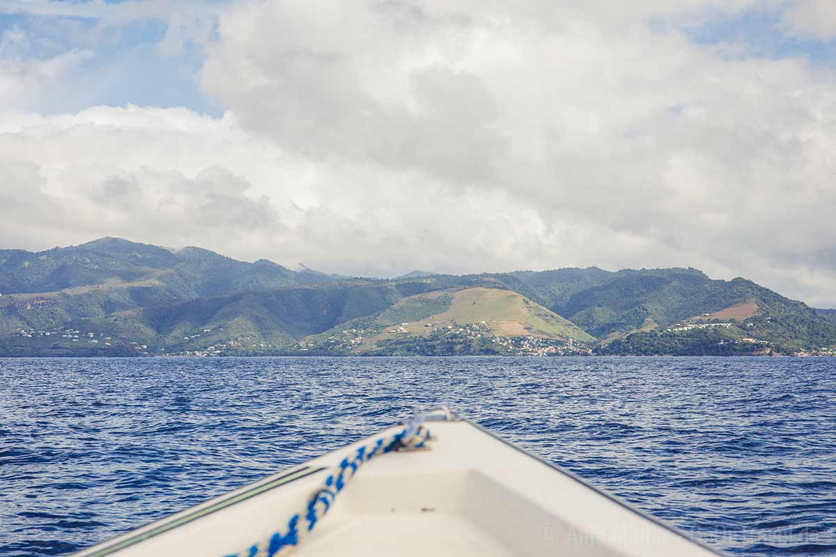 Eine Waltour vor der Küste Dominicas zählt zu den besonderen Erlebnissen Eine Waltour vor der Küste Dominicas zählt zu den besonderen Erlebnissen