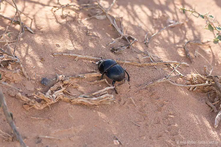 Ein Dung Beetle auf der Suche nach Nahrung? Ein Dung Beetle auf der Suche nach Nahrung?