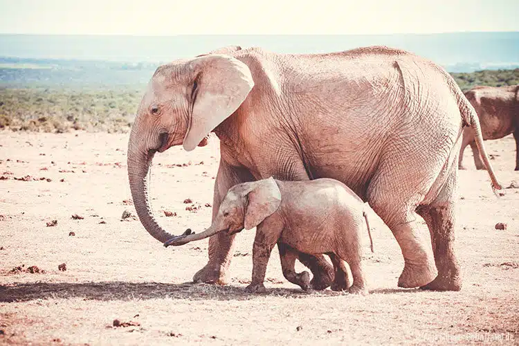Eine Elefanten Mutter mit ihrem kleinen Baby im Addo Elephant National Park Eine Elefanten Mutter mit ihrem kleinen Baby im Addo Elephant National Park