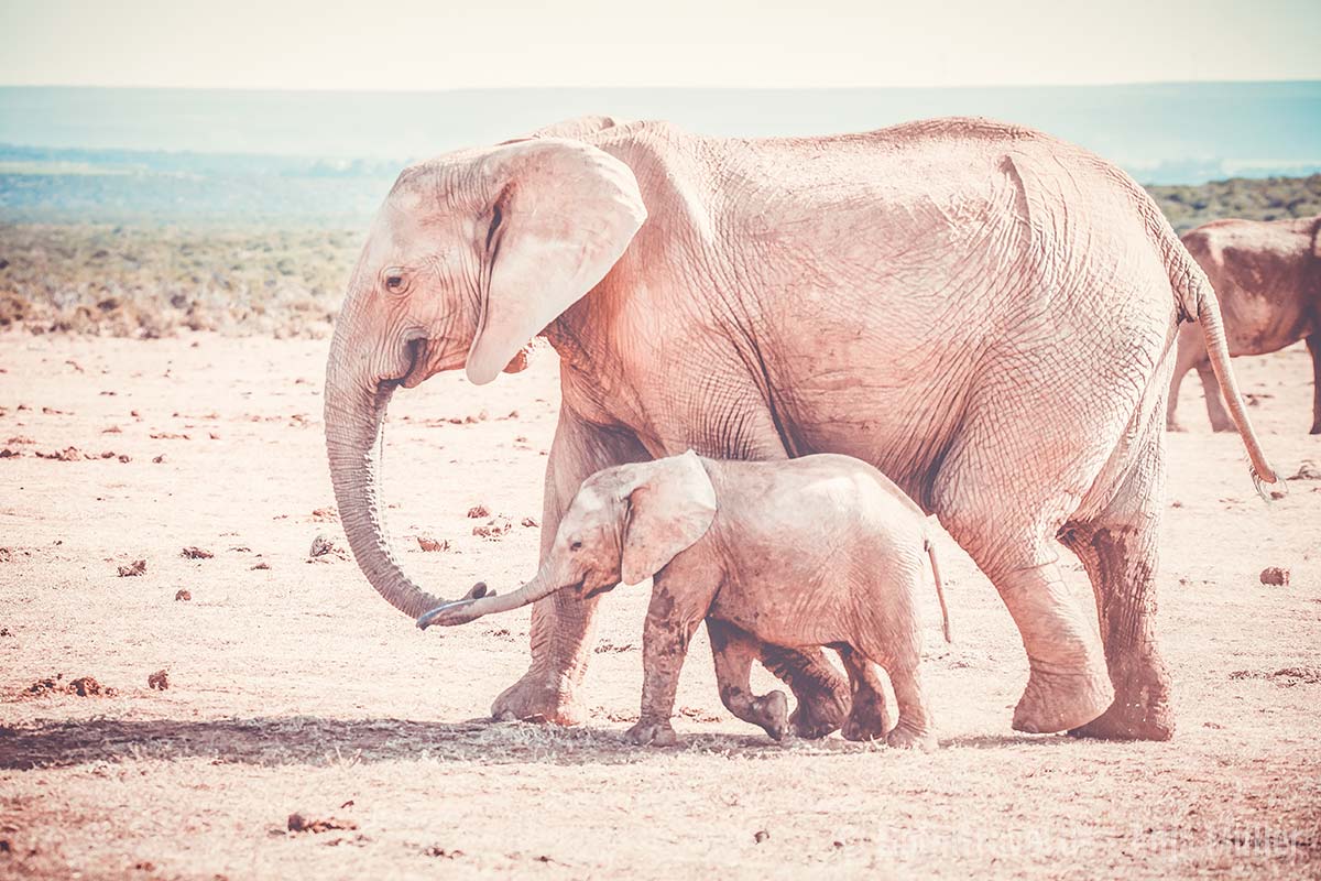 Eine Elefanten Mutter mit ihrem kleinen Baby im Addo Elephant National Park