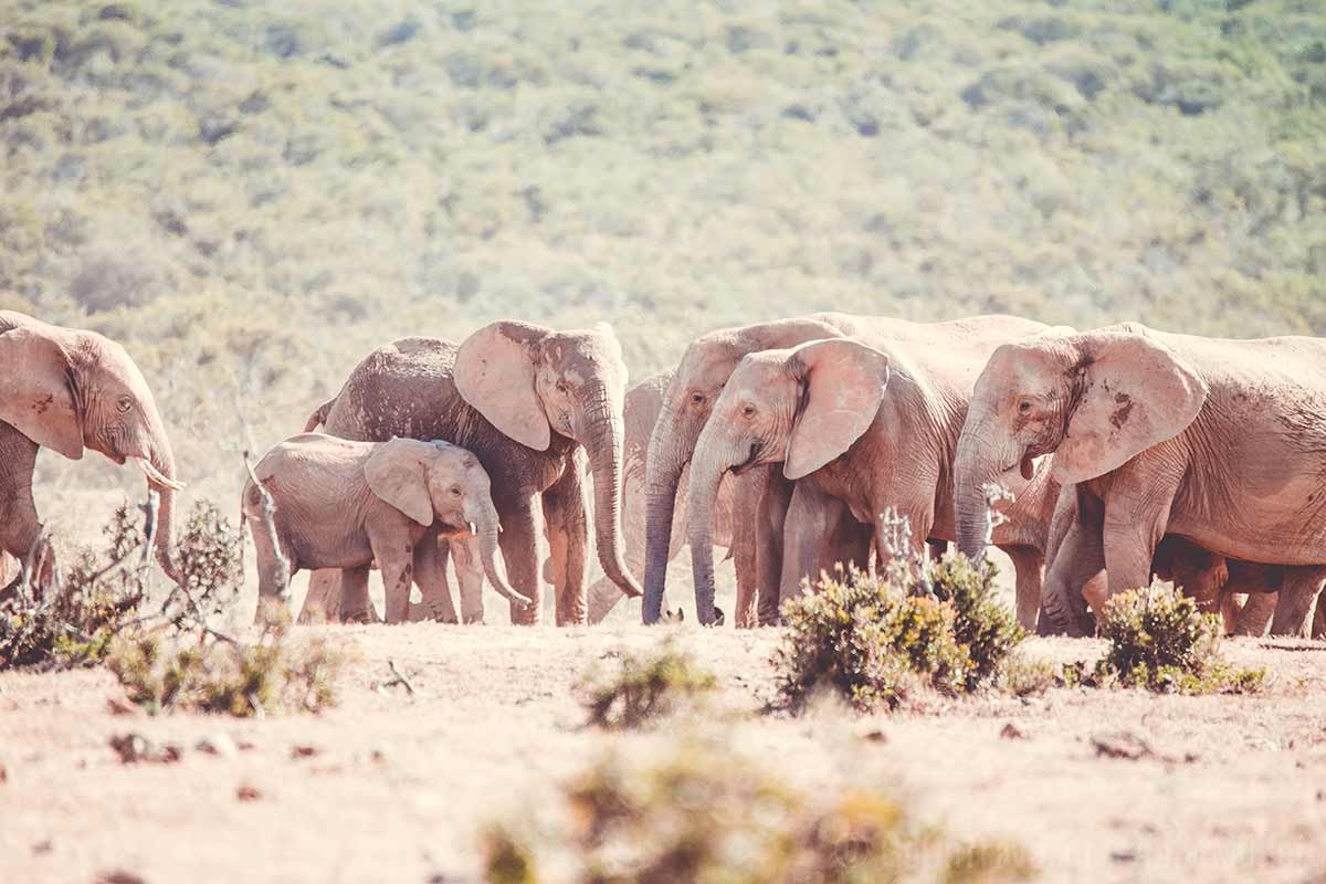 Elefanten im Addo Elephant Park