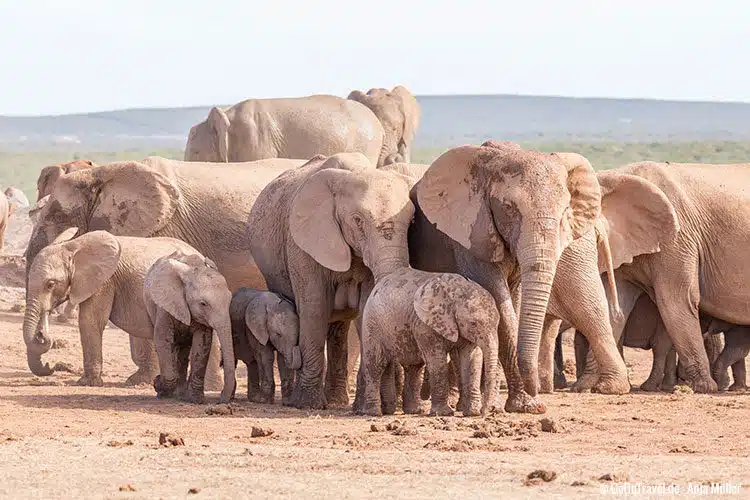 Ganz viele kleine Elefanten im Addo Elephant National Park Ganz viele kleine Elefanten im Addo Elephant National Park