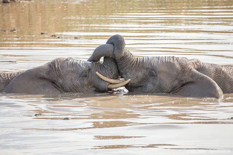 Spielende Elefanten im Wasserloch.