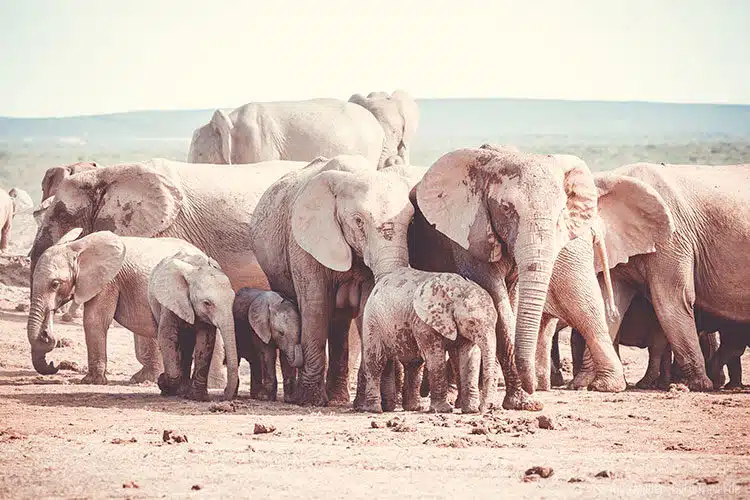 Eine Gruppe von Elefanten in den verschiedensten Größen.