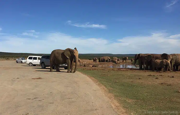 Ein Elefant parkt direkt neben Mietwagen im Addo Elefanten Nationalpark