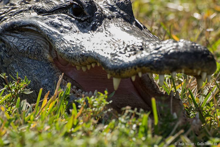 Vorsicht bissiger Alligator in den Everglades Vorsicht bissiger Alligator in den Everglades