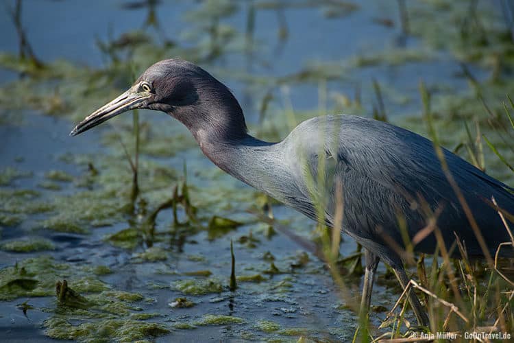 Ein Blaureiher auf Nahrungssuche ...