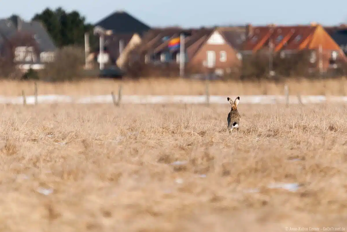 Feldhase hoppelt davon Feldhase hoppelt davon