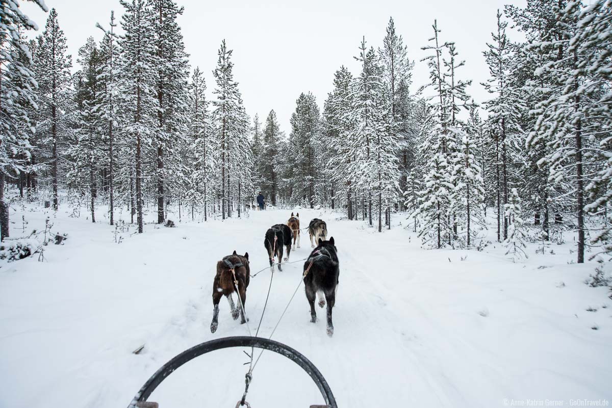 Husky Safari in Finnisch-Lappland hat Suchtpotenzial Husky Safari in Finnisch-Lappland hat Suchtpotenzial